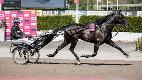 Elitloppsfinalisten Aetos Kronos är klar för Kymi Grand Prix. Foto av Lena Emmoth TR Bild